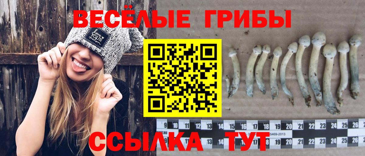 Можайск  Галлюциногенные грибы Cubensis  Вход с VPN 